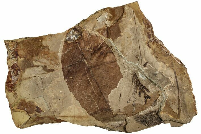 Detailed Fossil Leaf (Fagus) Plate - McAbee Fossil Beds, BC #215688